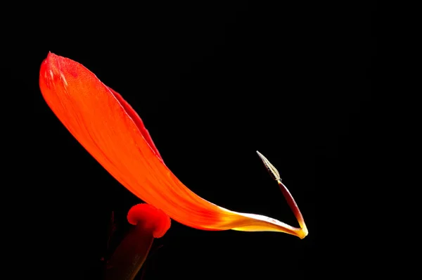 Красный тюльпан крупным планом — стоковое фото