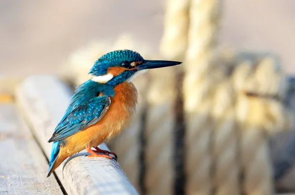 Kingfisher (Alcedo pada hal ini) — Stok Foto