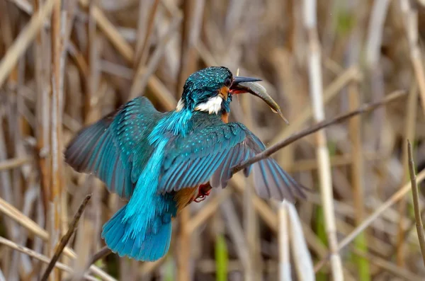 Kingfisher (Alcedo burada) — Stok fotoğraf