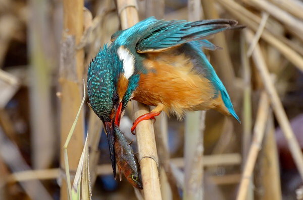 Kingfisher (alcedo atthis)