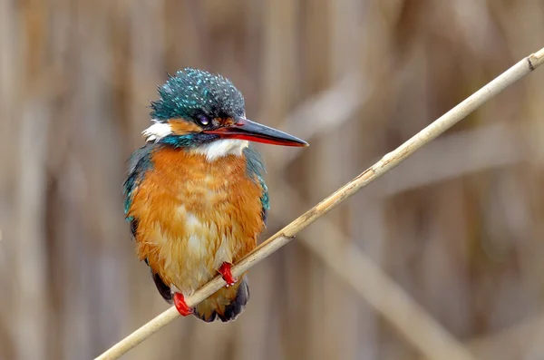 Kingfisher (Αλσέδο σε αυτό) — Φωτογραφία Αρχείου