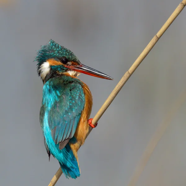 Kingfisher (Alcedo en este) — Foto de Stock