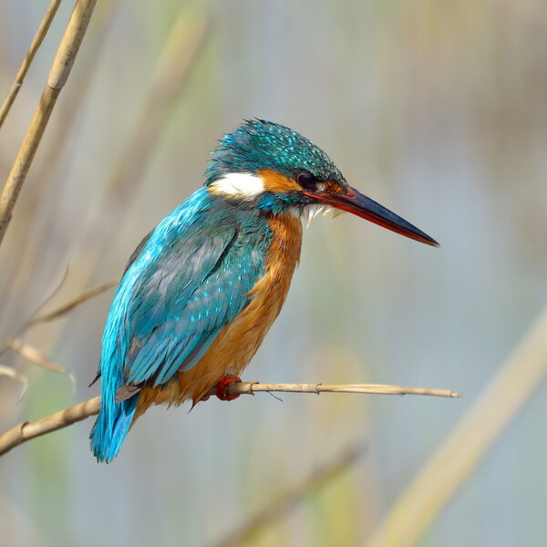 Kingfisher (alcedo at this
)