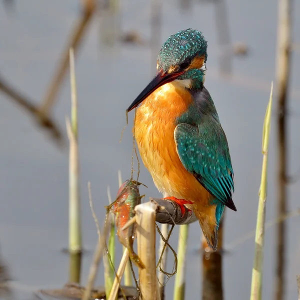 Kingfisher (alcedo atthis) — Stock Photo, Image