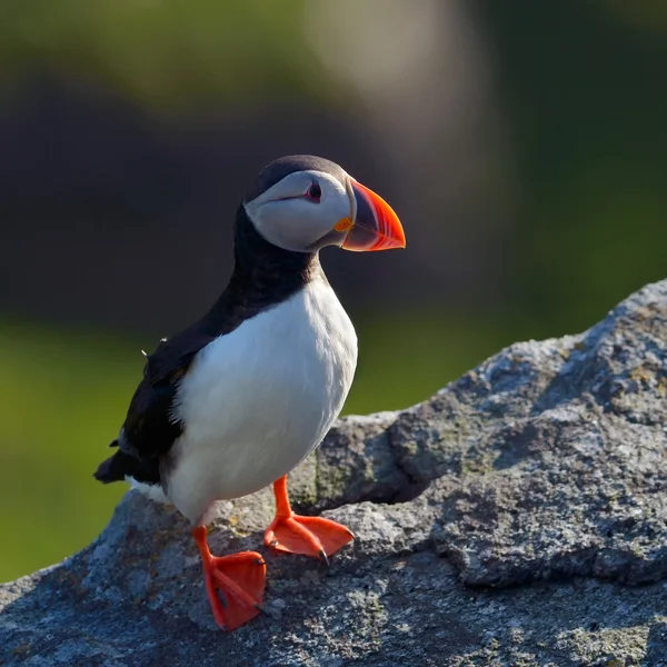 Puffin standing on grassy cliff (fratercula arctica) — Stock Photo, Image
