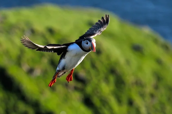 Puffin voando (fratercula arctica) — Fotografia de Stock