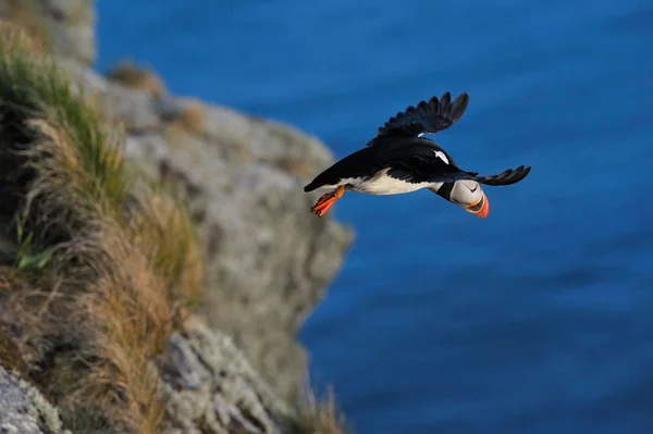 Puffin flying (fratercula arctica) — Stock Photo, Image
