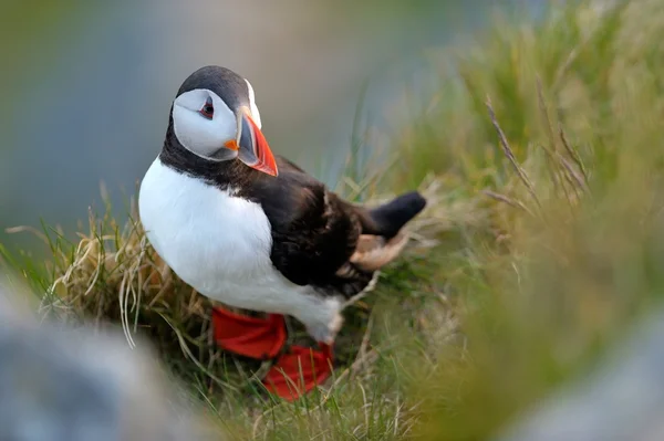 Puffin standing on grassy cliff (fratercula arctica) — Stock Photo, Image