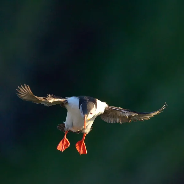 Puffin flying (fratercula arctica) — Stock Photo, Image