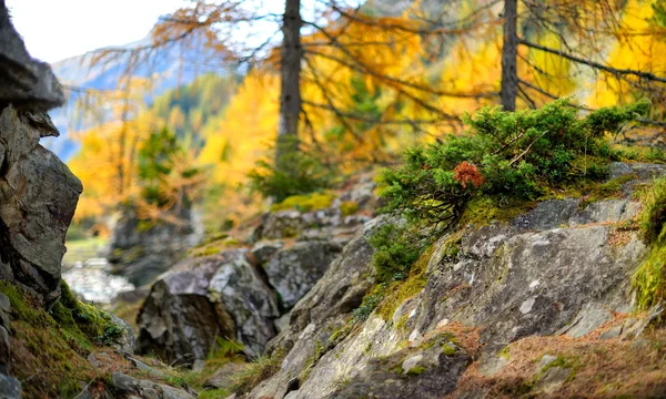 Krajobraz górski jesienią — Zdjęcie stockowe