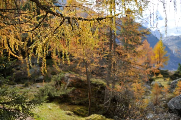 秋天的山地景观 — 图库照片