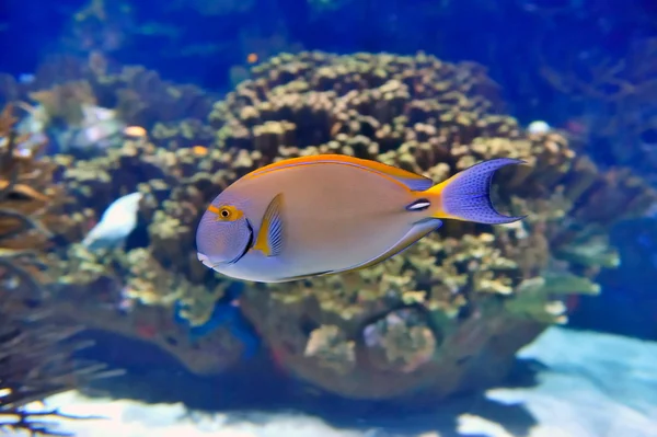 Image sous-marine de poissons tropicaux — Photo
