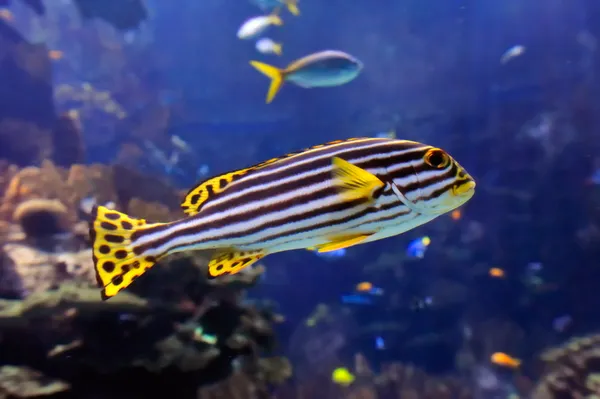 Imagem subaquática de peixes tropicais — Fotografia de Stock