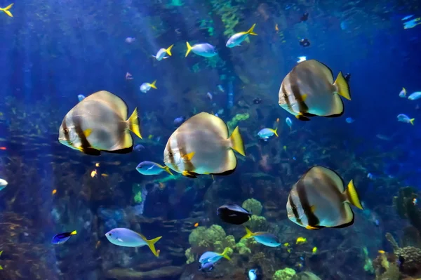 Onderwaterbeeld van tropische vissen — Stockfoto