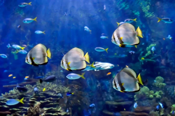 Imagem subaquática de peixes tropicais — Fotografia de Stock