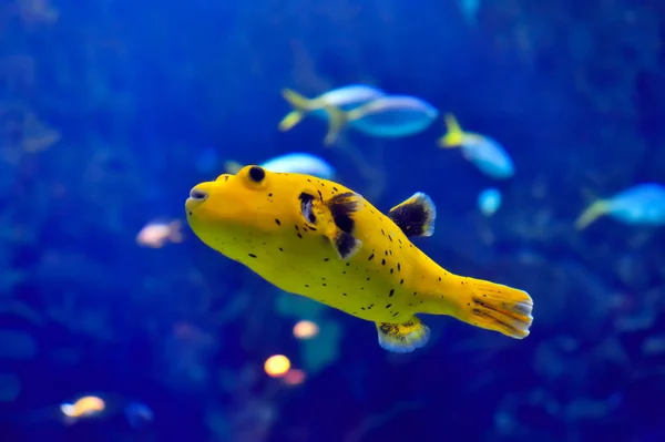 उष्णकटिबंधीय मासे पाण्याखाली प्रतिमा — स्टॉक फोटो, इमेज