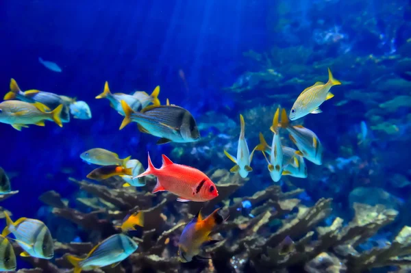 Tropikal balıkların sualtı görüntüsü — Stok fotoğraf