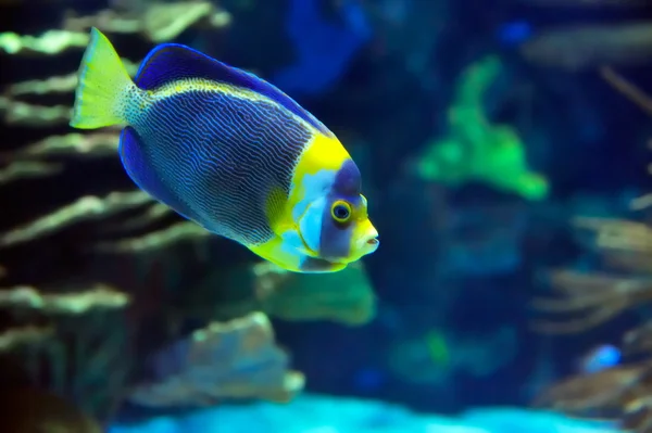 Víz alatti kép a trópusi halakról — Stock Fotó