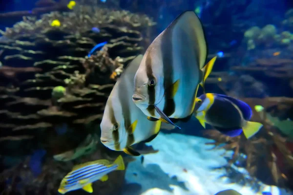 Imagem subaquática de peixes tropicais — Fotografia de Stock