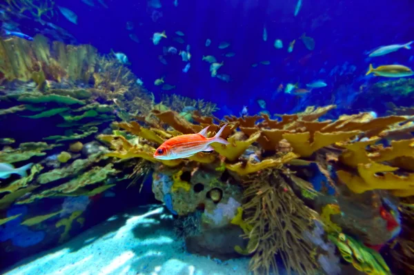 熱帯魚の水中画像です — ストック写真