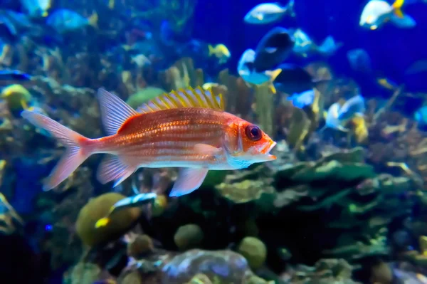 热带鱼类水下图像 — 图库照片
