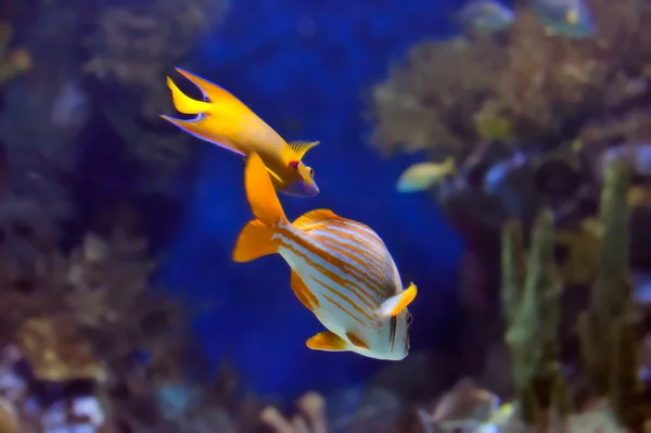 Підводне зображення тропічних риб — стокове фото