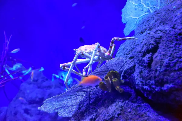 Grand Crabe — Photo