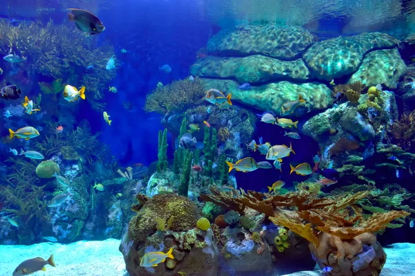 Stock image Underwater image of tropical fishes