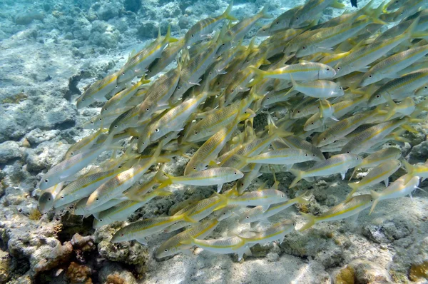 Tropikal balıkların sualtı görüntüsü — Stok fotoğraf