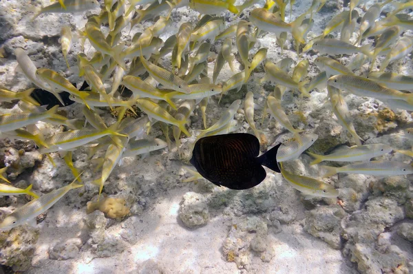 熱帯魚の水中画像です — ストック写真
