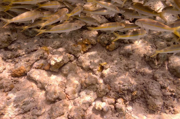 Υποβρύχια εικόνα τροπικών ψαριών — Φωτογραφία Αρχείου