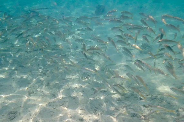 stock image Underwater image of tropical fishes