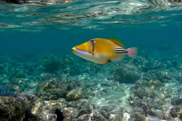 Undervattensbild av tropiska fiskar — Stockfoto