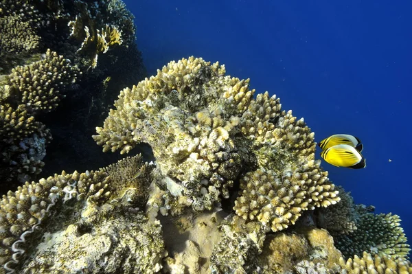 stock image Underwater image of tropical fishes