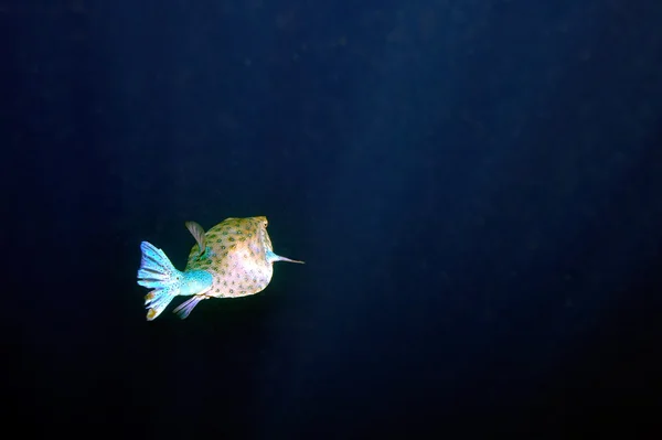 Underwater image of tropical fish — Stock Photo, Image