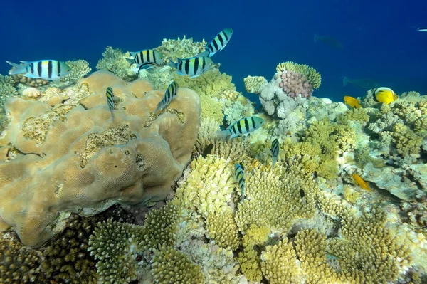 stock image Underwater image of tropical fishes