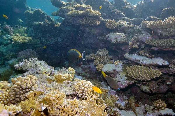 Imagen submarina de peces tropicales —  Fotos de Stock