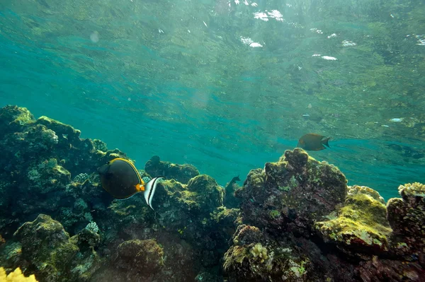 Podvodní obraz tropických ryb — Stock fotografie