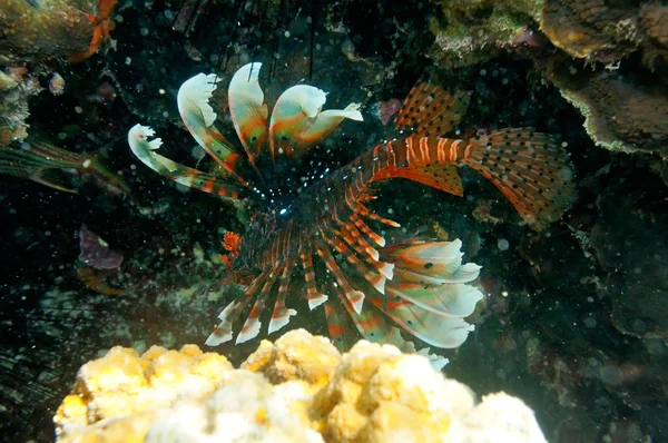 Imagine subacvatică pești tropicali — Fotografie, imagine de stoc