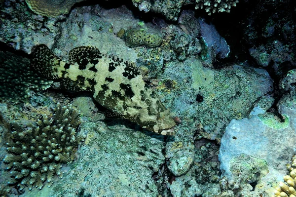 Underwater bild tropiska fiskar — Stockfoto