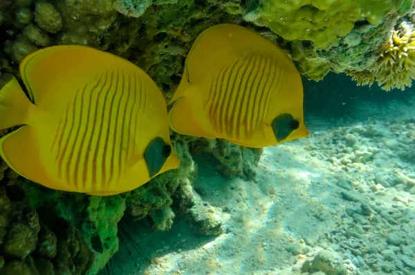 Imagem subaquática peixes tropicais — Fotografia de Stock