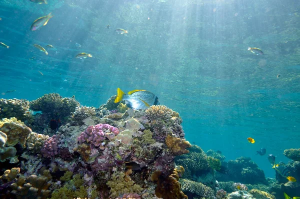 Imagen submarina peces tropicales —  Fotos de Stock