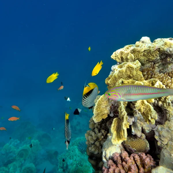 Onderwater afbeelding tropische vissen — Stockfoto