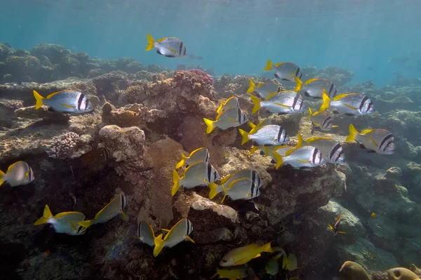 Podvodní obrazu tropické ryby — Stock fotografie