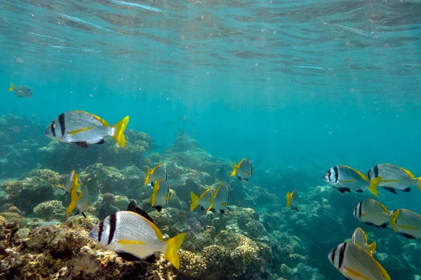 Podwodne obraz tropikalne ryby — Zdjęcie stockowe