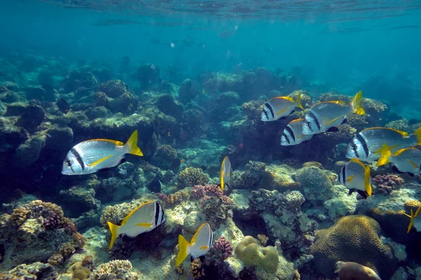 Imagen submarina peces tropicales — Foto de Stock