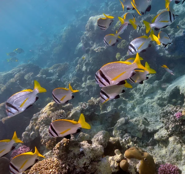Sualtı görüntü tropikal balıklar — Stok fotoğraf
