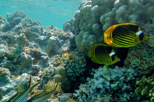 水下图像热带鱼 — 图库照片
