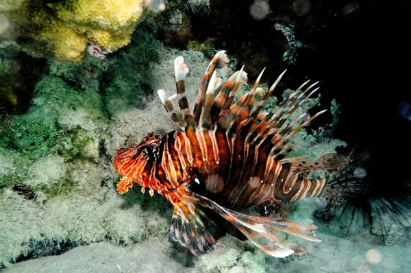 Sualtı görüntü tropikal balıklar — Stok fotoğraf