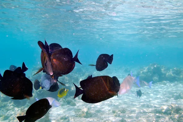 Unterwasserbild tropischer Fische — Stockfoto